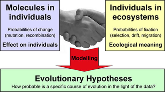 EvoSysBio overview